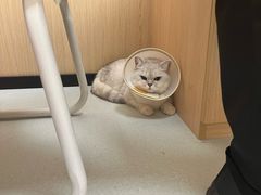 -芭比堂动物医院·犬猫全科·异宠专科(雁塔分院)
