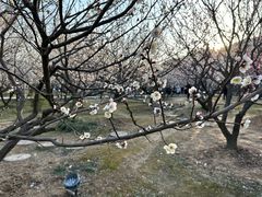 -香雪海