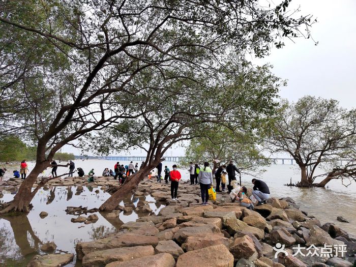 宝安西湾红树林湿地公园图片