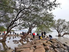 -宝安西湾红树林湿地公园