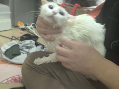 -爱洗澡的猫(天河路店)