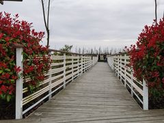 -春花秋色城市公园