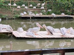 -广州长隆飞鸟乐园