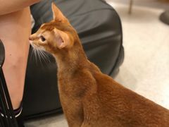 -飞行喵MR PILOT|猫舍·猫咖(静安大融城店)