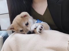 -逗柴咖啡屋·狗咖猫咖宠物桌游