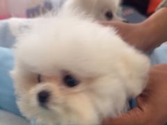 -翊宠yipet猫狗购宠庄园犬舍•猫舍