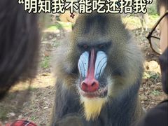 -合肥野生动物园