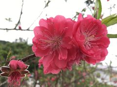 -红山村
