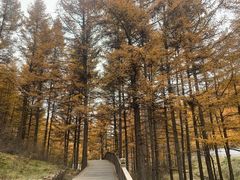 -苏木山森林公园