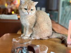 -咖法森林·咖啡  酒吧(天河店)