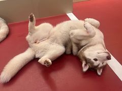 -和它·交个朋友·狗咖猫咖(爱琴海店)
