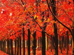 -上海共青森林公园