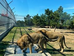 -西霞口神雕山野生动物世界