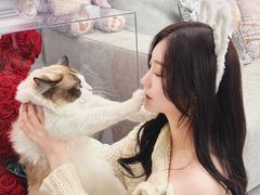 -喵百万·布偶·蓝金金渐层英短·猫舍(百子湾店)
