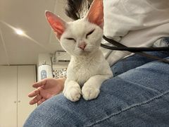 -楼上猫咖(罗湖店)