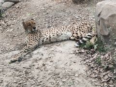 -上海野生动物园