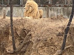 -石家庄市动物园