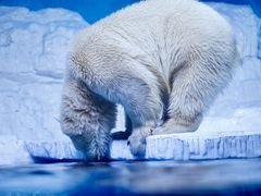 -大连老虎滩海洋公园