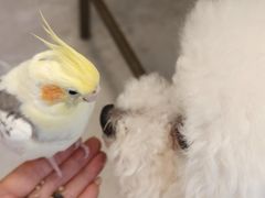 -吉丁鸟咖·异宠·寄养