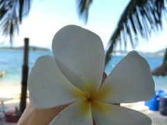 -芽庄喜来登水疗酒店