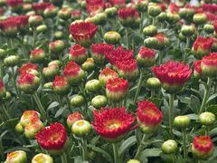 -上海植物园-4号门售票处