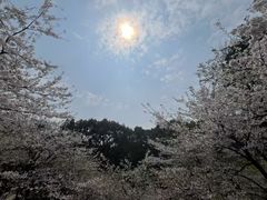 -南山植物园