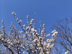 -香山公园