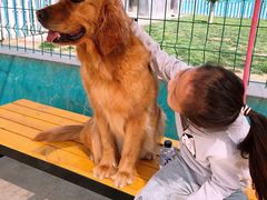 -趣玩宠物乐园寄养训犬训狗游泳池