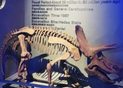 -恐龙探索乐园(磁器口店)