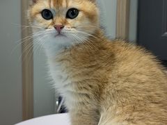 -伟伟宠物医院·CT影像中心·瑞派犬猫综合性门诊(汉口总院)