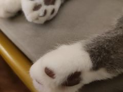 -这儿没有猫·猫咖萌宠馆·撸猫