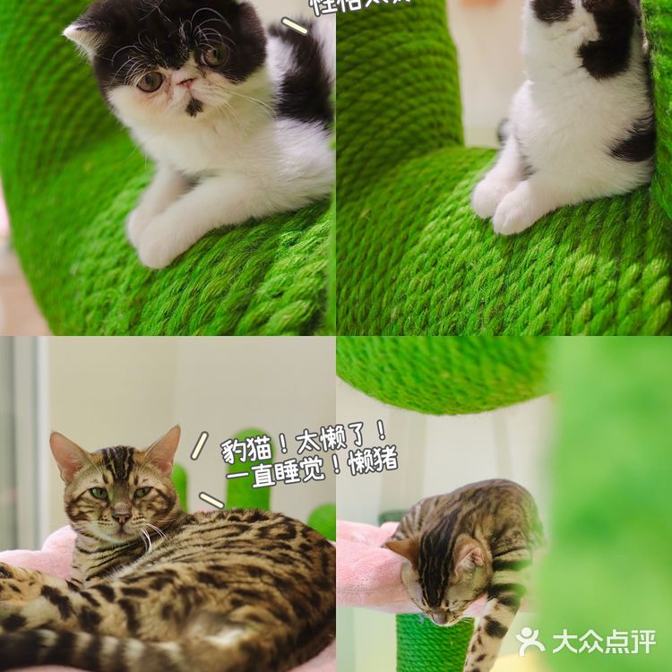 2年养宠经验宠物博主‼️都难逃过未卡猫空间