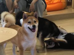 -南京Hallo宠物乐园·哈罗犬舍·柴犬繁育基地