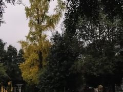 -神仙树公园