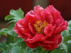 -中国科学院华南植物园