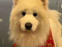 -星多哈·狗咖·拼豆·咖啡