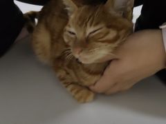 -天使宠物医院·犬猫分诊(彩虹店)