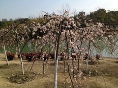 iphone_upload_pic-白塘生态植物园