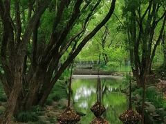 -上海共青森林公园