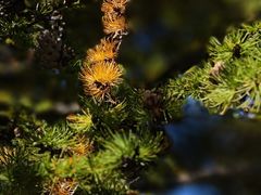 -苏木山森林公园