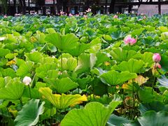 -四川大学(望江校区)