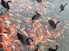 -泉州海丝野生动物世界