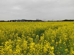 -长洲岛