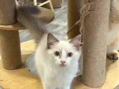 -楼上猫咖(罗湖店)