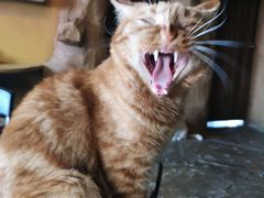 -猫猫幼稚园·撸猫·桌游·电玩