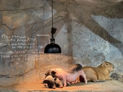 -Zoolung Zoolung动物主题公园(海信广场店)