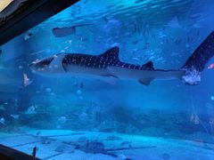 -烟台海昌鲸鲨海洋公园