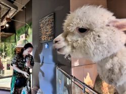 -未来动物城主题公园(正弘城店)