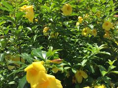 -瑞丽独树成林风景区