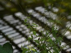 -昆明植物园